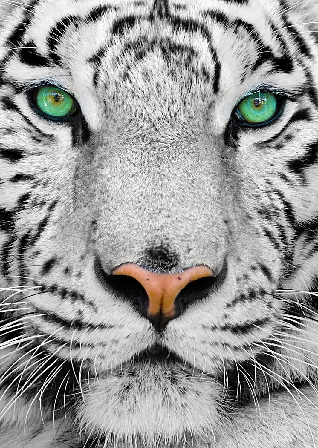 1000 Pieces Jigsaw Puzzle - White Siberian Tiger (1257)