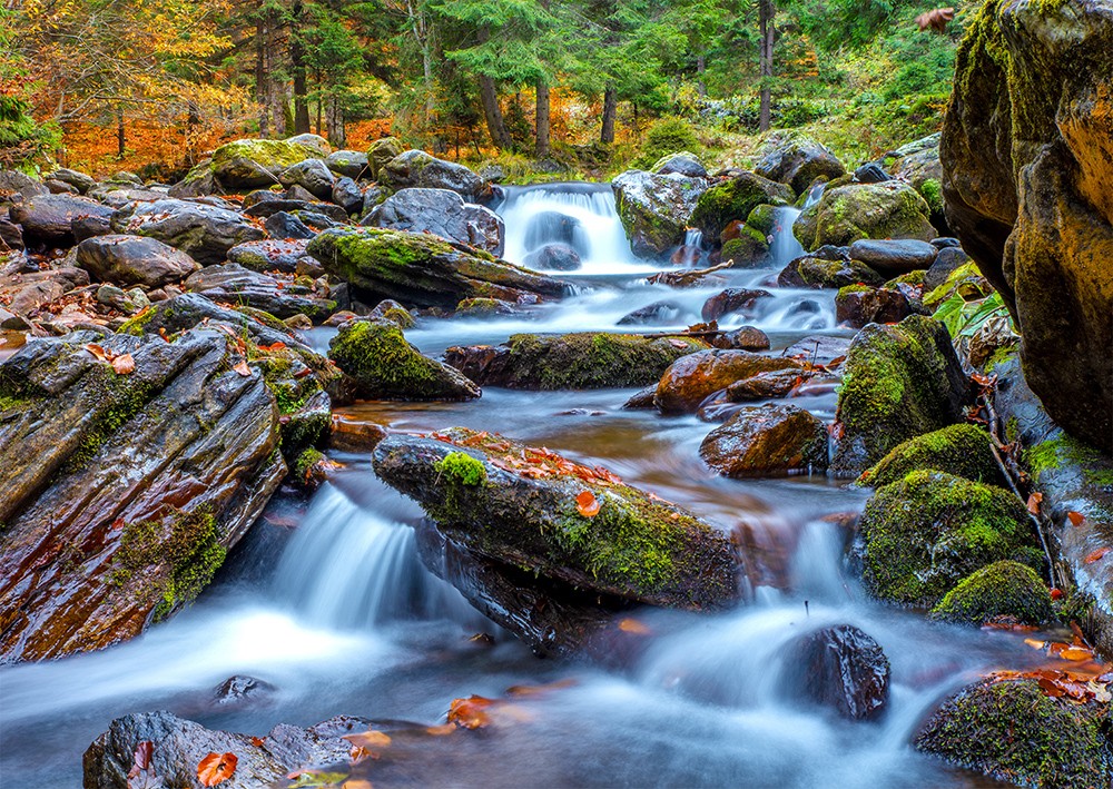 1000 Pieces Jigsaw Puzzle - Forest Stream in Autumn (1281)
