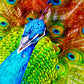 1000 Pieces Jigsaw Puzzle - Colorful Peacock (1251)