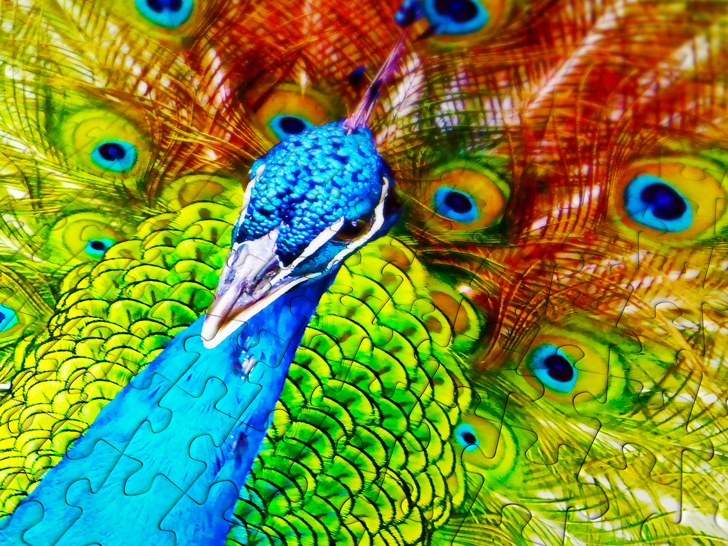 1000 Pieces Jigsaw Puzzle - Colorful Peacock (1251)