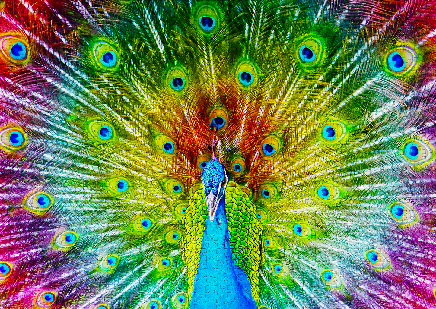 1000 Pieces Jigsaw Puzzle - Colorful Peacock (1251)