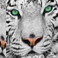 1000 Pieces Jigsaw Puzzle - White Siberian Tiger (1257)