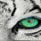 1000 Pieces Jigsaw Puzzle - White Siberian Tiger (1257)