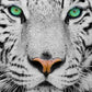 1000 Pieces Jigsaw Puzzle - White Siberian Tiger (1257)