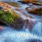 1000 Pieces Jigsaw Puzzle - Forest Stream in Autumn (1281)