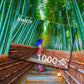 1000 Pieces Jigsaw Puzzle - Asian Woman in Bamboo Forest (1293)