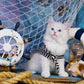 1000 Pieces Jigsaw Puzzle - Captain Kitten (1329)