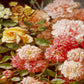 1000 Pieces Jigsaw Puzzle - Hans Buchner: A Basket of Roses and Carnations (1530)