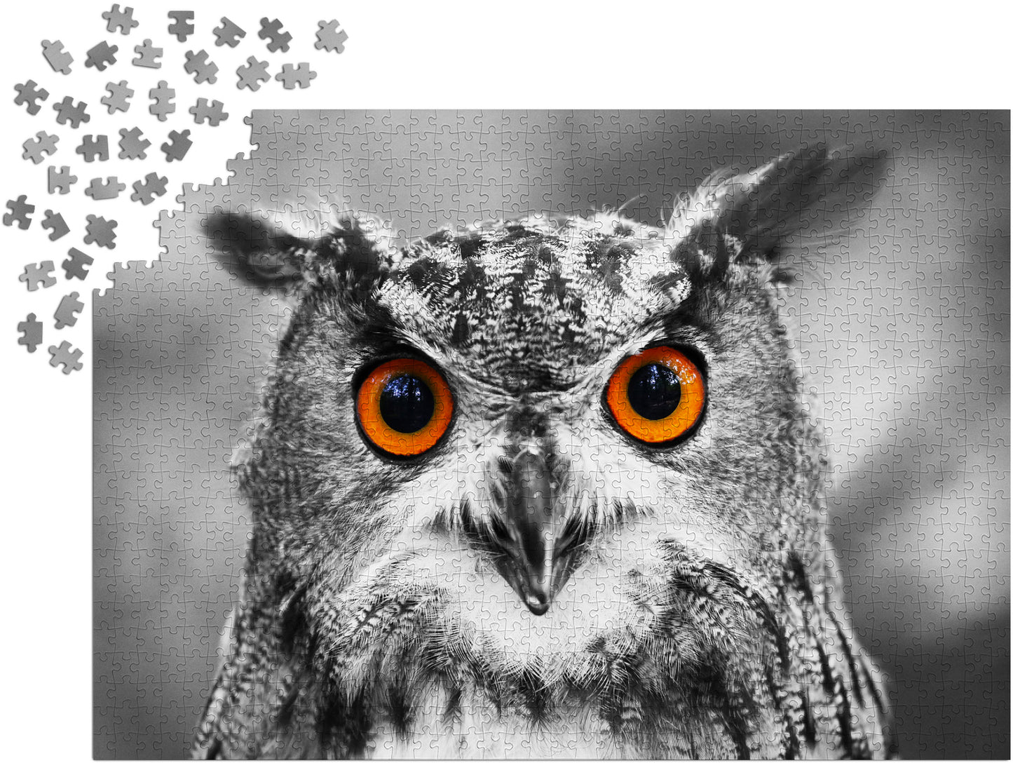 1000 Pieces Jigsaw Puzzle - Curious Owl (1626)