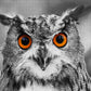 1000 Pieces Jigsaw Puzzle - Curious Owl (1626)