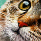 1b6a9ff82ed9bae33e401a9a927fee58
