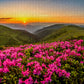 1000 Pieces Jigsaw Puzzle - Pink Dusk (2063)