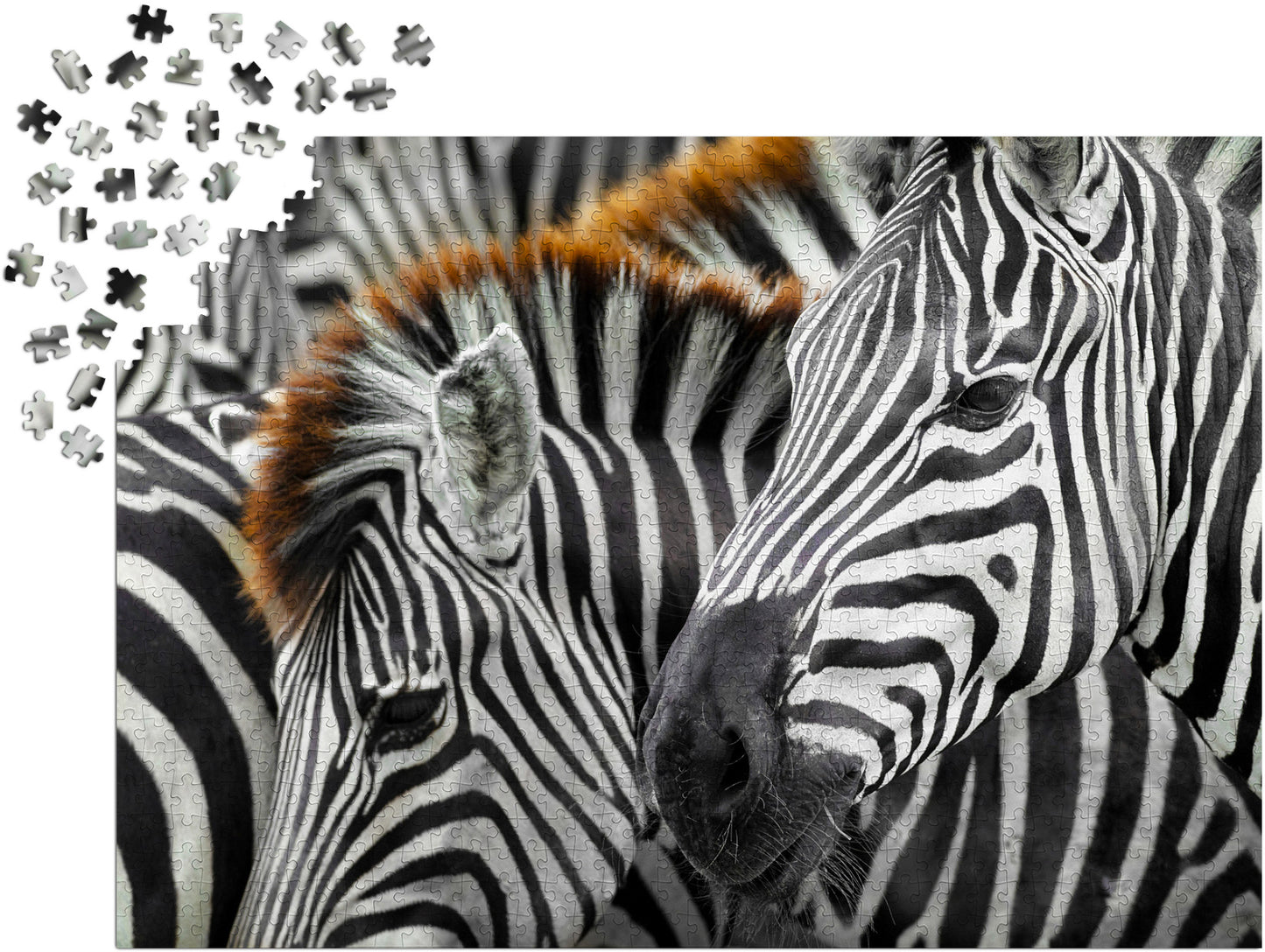 1000 Pieces Jigsaw Puzzle - Zebras (2103)