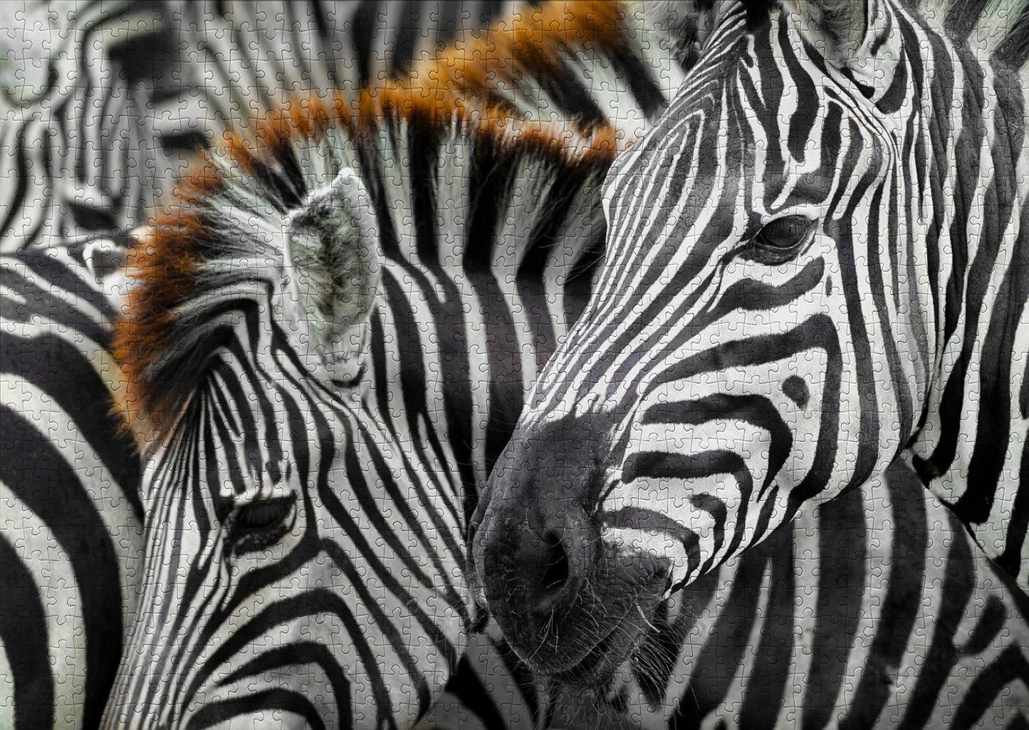 1000 Pieces Jigsaw Puzzle - Zebras (2103)