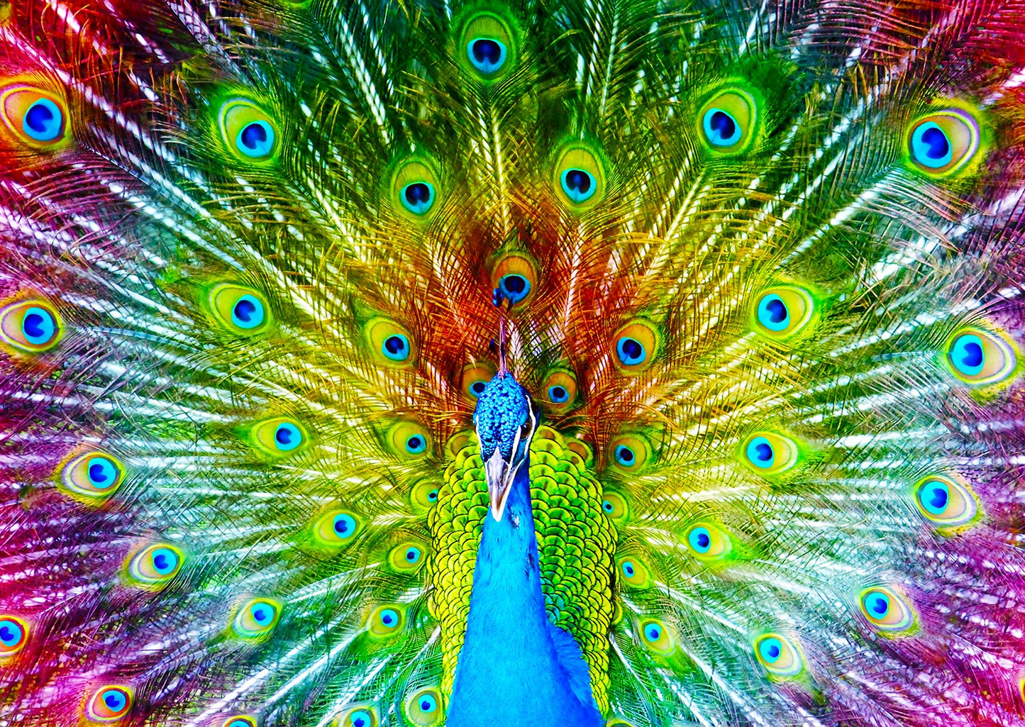 1000 Pieces Jigsaw Puzzle - Colorful Peacock (1251)