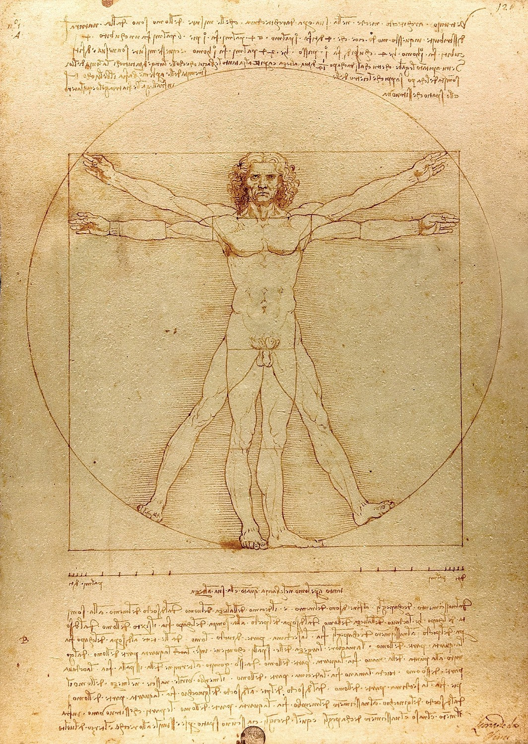 1000 Pieces Jigsaw Puzzle - Leonardo Da Vinci: The Vitruvian Man (1557)